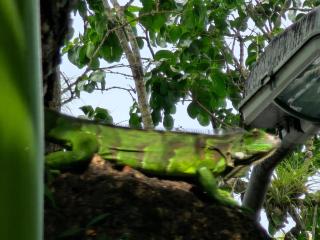 Carnival Zen Den - 3