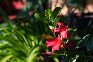 Le Jardin D' Épicure - 5