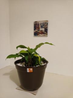 Casa Xico 424- Centro, Xicotepec, Puenlo Magico - 6