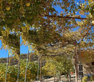 Olive Grove Cottage Guest house - 6