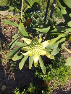 3HOUSE Sol na Eira - 9