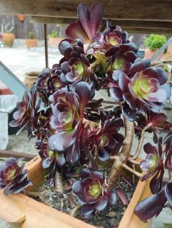 3HOUSE Sol na Eira - 8