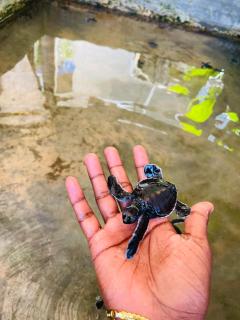 Geeth Wild Resort - 6