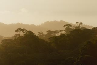 Finca Renacer - Jungle Lodges - 7