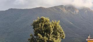 I Fiori di AminA "Le Rose" - 2