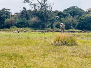 Geeth Wild Resort - 2