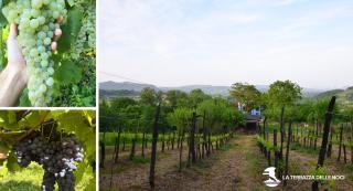 La Terrazza delle Noci - alloggio agrituristico - 1