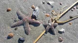 OG02: 2 Ocean Green - 2