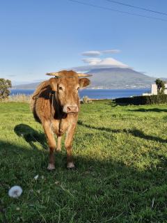 Alma Atlântica - Pure Nature & Beach - 2