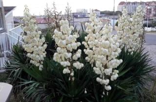 Marluis Mer - Apartment near dunes and beach - 2