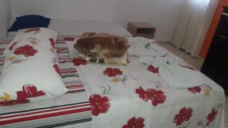 Pousada Guanabra Cuiaba - 1