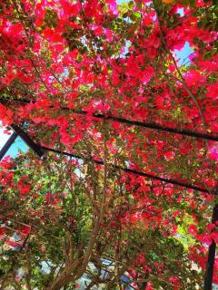 The Aunt's Garden - 0