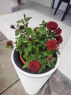 Sarkcsillag Vendégház - 3