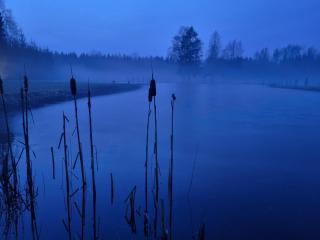 Užburtas Miškas - 4