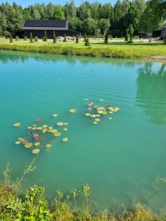 Užburtas Miškas - 1