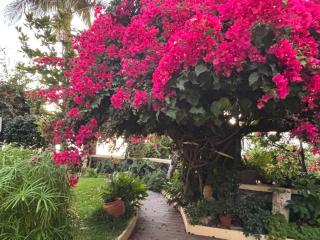 Bela Vigia - Jardim do Mar - 8