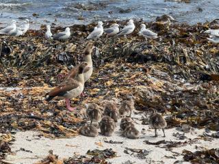 Musselcracker bed and breakfast - 8