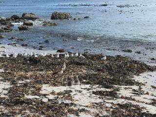 Musselcracker bed and breakfast - 5