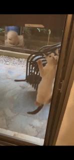 Beach of Falio & Pets friendly - 8