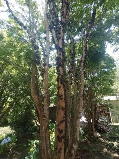 Sítio Jabuticabeira - 8