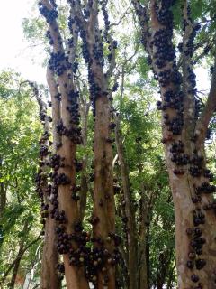 Sítio Jabuticabeira - 7