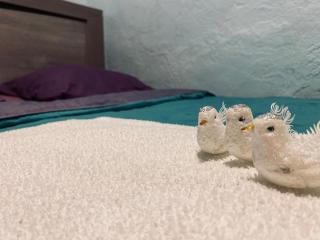 New guest house in old tbilisi - 7