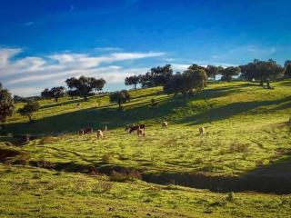 Modern Villa with Garden - 5