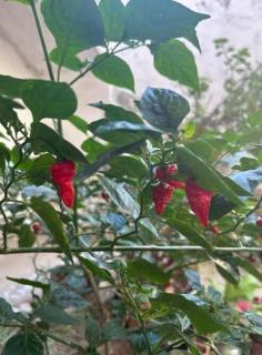 Apartamento Sunset Canindé - 8