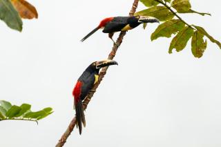 Coco Cabana in the Jungle - 6