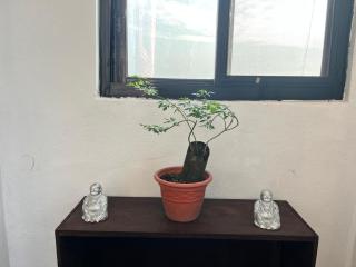 Nest- 5BR Mountain Villa Bandipur - 6