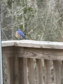 Cozy Fox Lake Cottage-Great Lakeview-Family Warm -  - 5