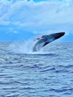 Wailea Ekahi 40E · WEK 40E Dream Getaway w AC Pools Beaches Golf - 1