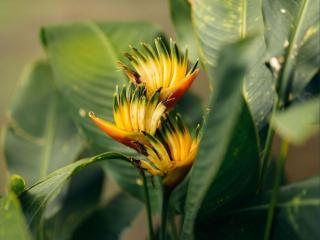 Bungalow calme avec terrasse créole - FR-1-786-75 - 3