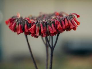 Cabane Tropicale Réunionnaise avec Terrasse | Les Avirons - FR-1-786-78 - 2