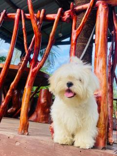 Nine arch echo Ella - 1