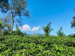 Nine arch echo Ella - 4