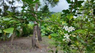 樹海翠湖 - T'ung-ko - 1