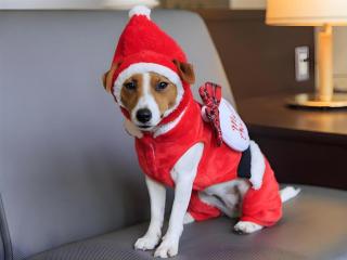 Corredor Yugawara Dog＆Resort - 4