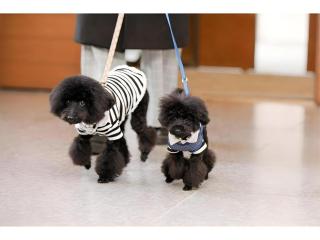 Corredor Yugawara Dog＆Resort - 2