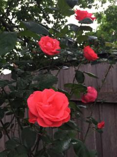 PET Friendly Miners Cottage 'Baraka BnB' - 7