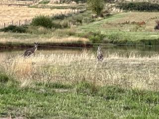 PET Friendly Miners Cottage 'Baraka BnB' - 6