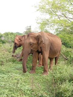 A tropical delight! - 8