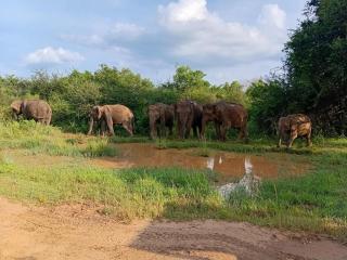 A tropical delight! - 9