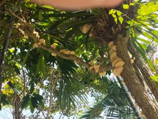 Villa89 Chumphon - 7