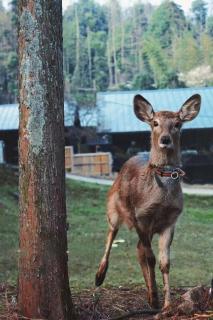 路之青城温泉酒店 - 9