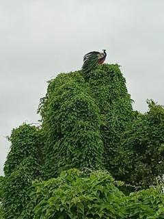 Mirissa Jungle view - 9
