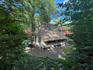 Koolmees - Between the trees! - 9