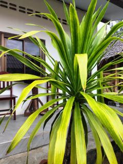 Lanta Rabbit Rooms - 3