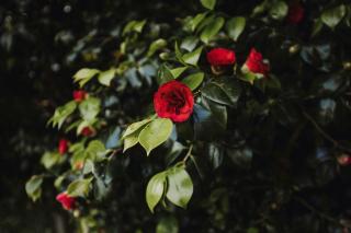 Carrington Central - townhouse in New Plymouth CBD - 8