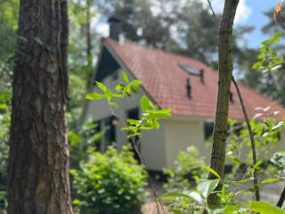 The Molshoop - In the middle of the forest - 3